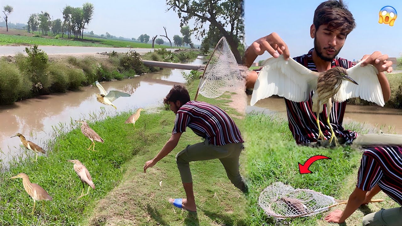 Indian🇮🇳 Pond Heron Hath Lag Gya😍|| Hammad Pet House