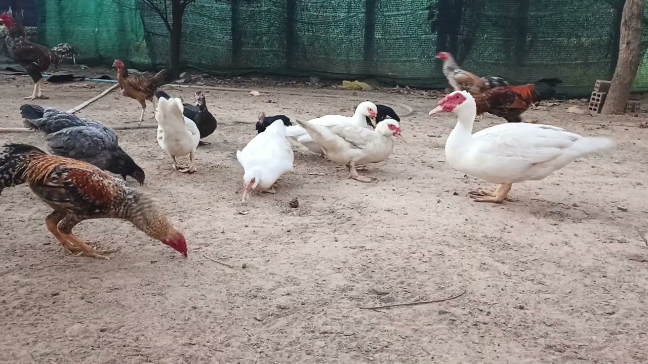 Hello1 chicken and duck eating 