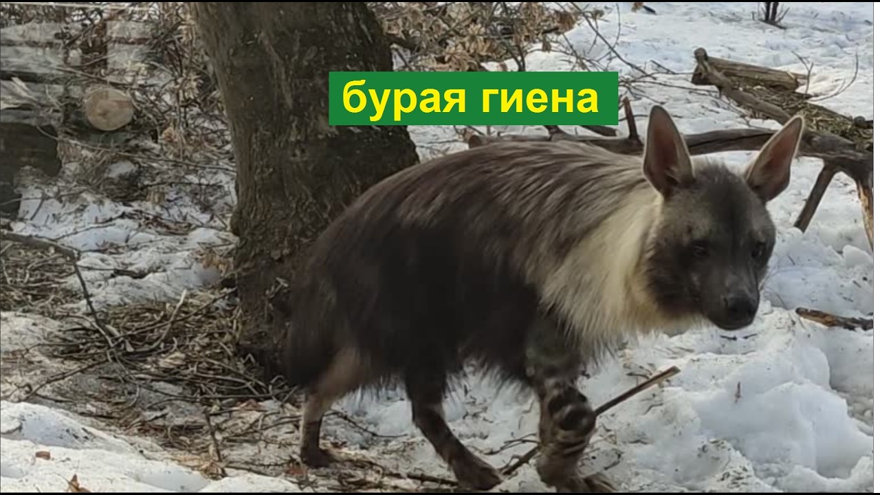 Московский зоопарк 2026. Бурая гиена