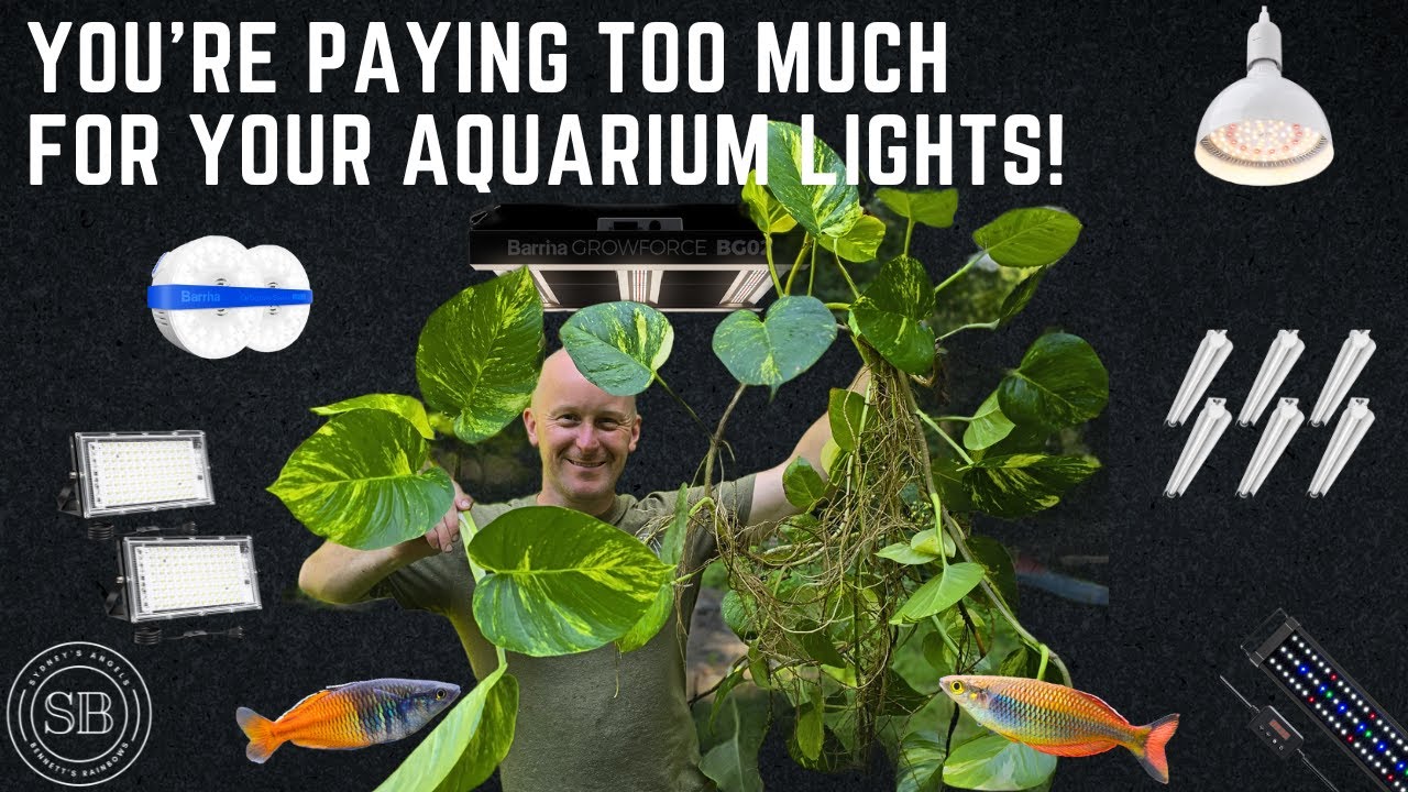 THE ULTIMATE GUIDE TO BUDGET-FRIENDLY AQUARIUM LIGHTS FOR PLANTS AND FISH!
