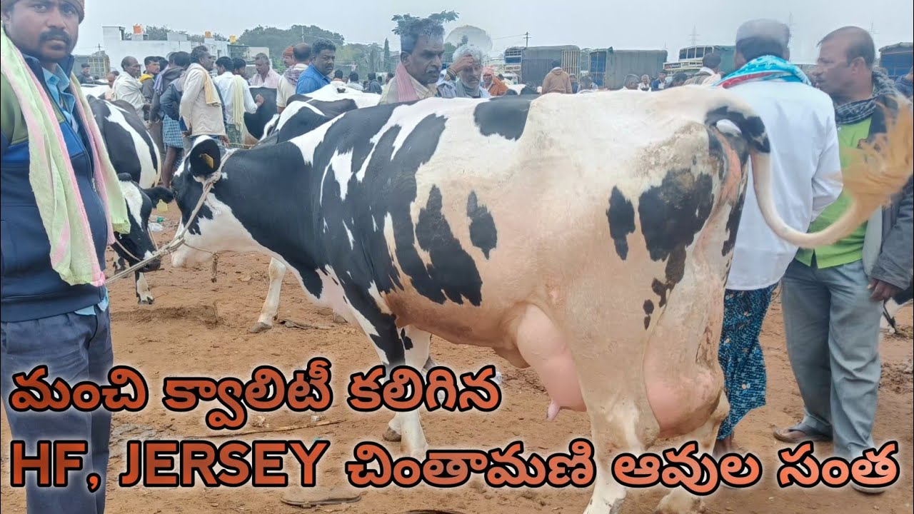 Top Quality Hf, Jersey Cow Market in Chintamani (Karnataka)