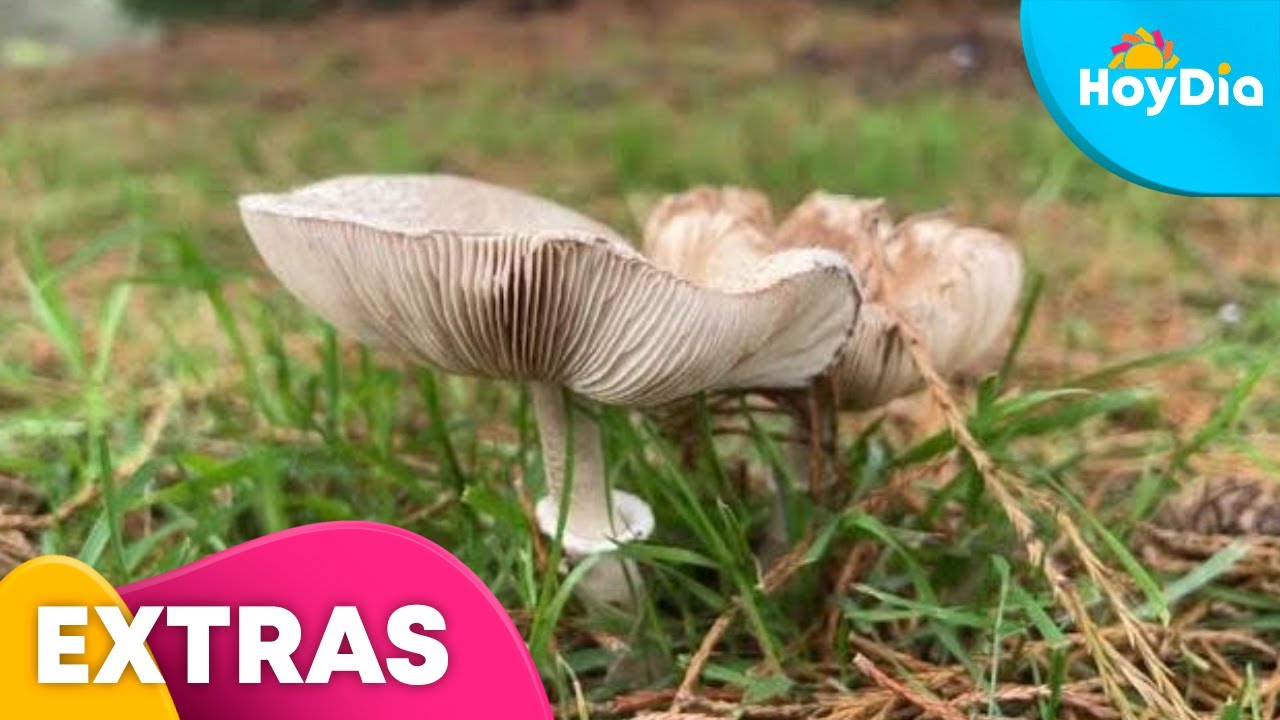 Innovador experimento busca restaurar ecosistemas con hongos | Hoy D&iacute;a | Telemundo