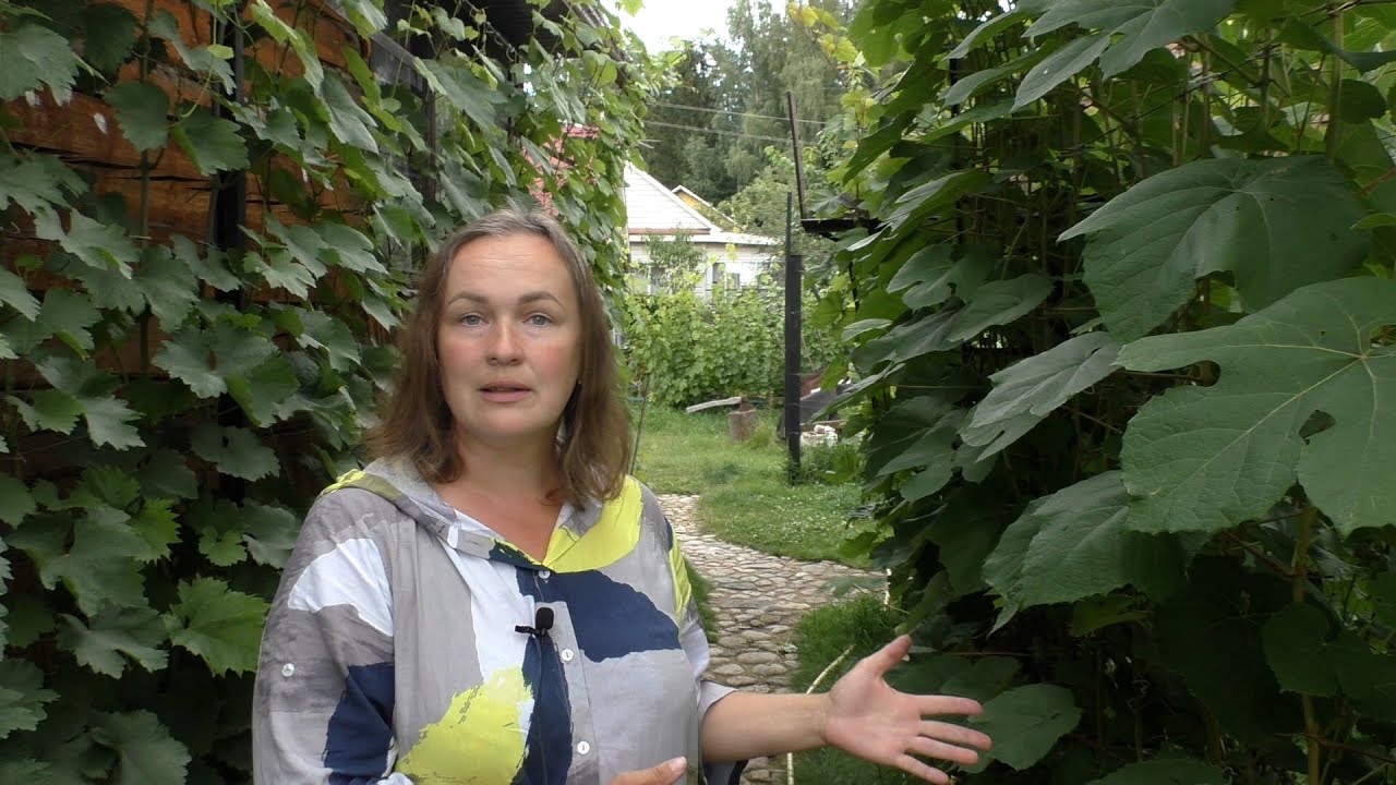 Чеканка винограда. Всегда ли нужна и как не навредить