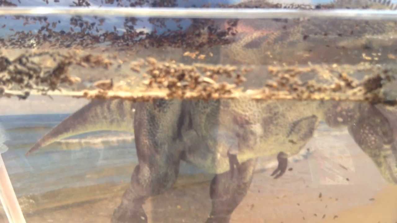 Smithsonian Prehistoric Sea Monsters Triops Experiment