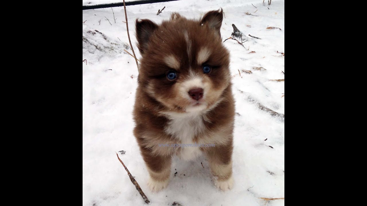Pomsky Puppies Eating Snow (So Cute!)