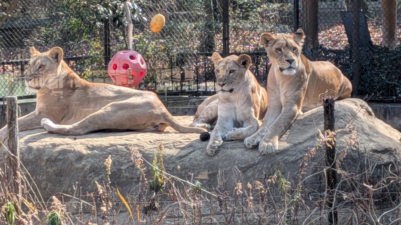 2026.01.17  とくしま動物園　サッシュちゃん