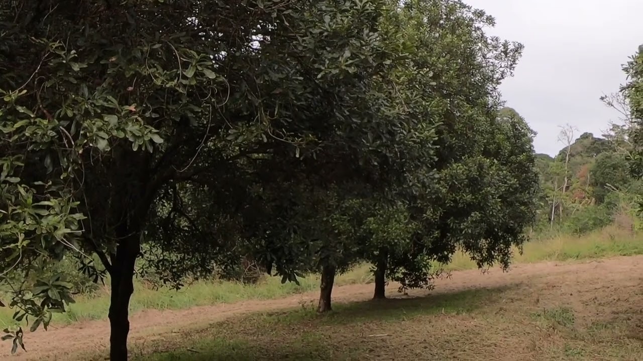 Macadamia farming as your day job?