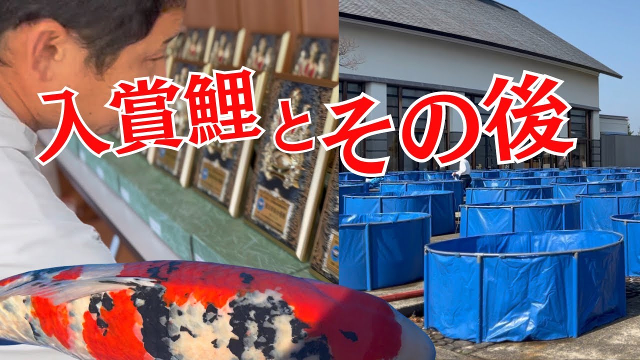 錦鯉品評会で入賞した鯉たち。#塩田養鯉場 #koifish #koi