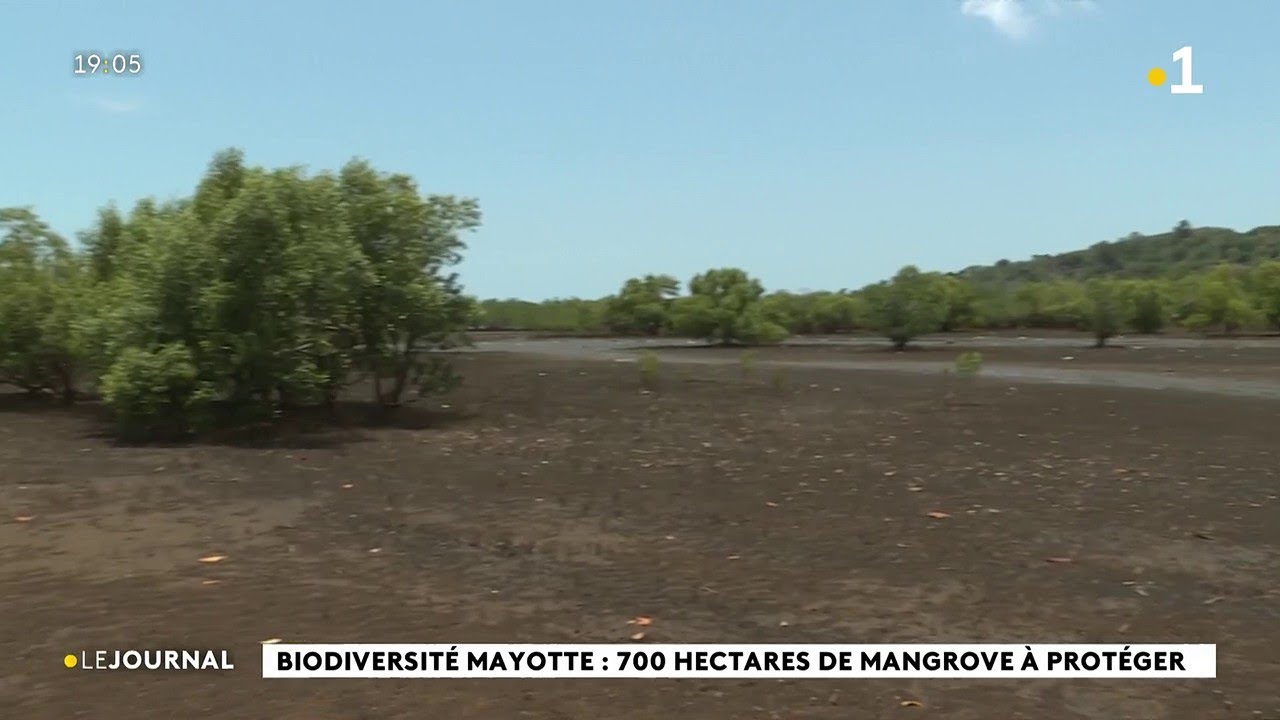 Biodiversité Mayotte : 700 hectares de mangrove à protéger