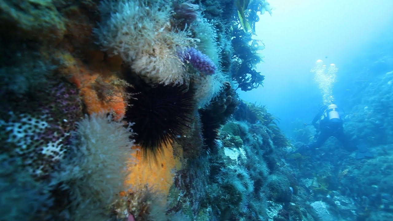 Collections and Climate Change Documentary Film