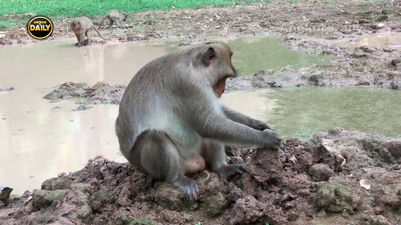 Watch!! What are Big Monkeys doing in River? Angkor Daily Part 104