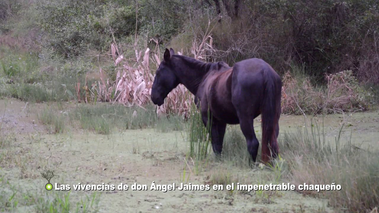 EL IMPENETRABLE TV BL5T 03 06 17