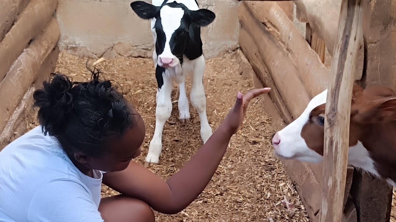 PROPER FEEDING,HYGIENE &MAINTENANCE FARMING WILL BE EASY GITHUNGURI DAILY FARM 0726901206 #WiraWakwa