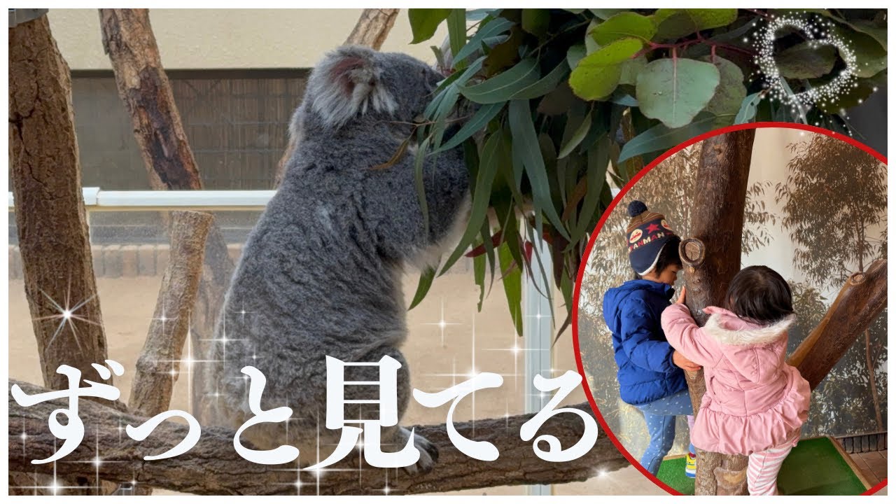 【子供が大興奮】王子動物園のコアラが可愛すぎた🐨