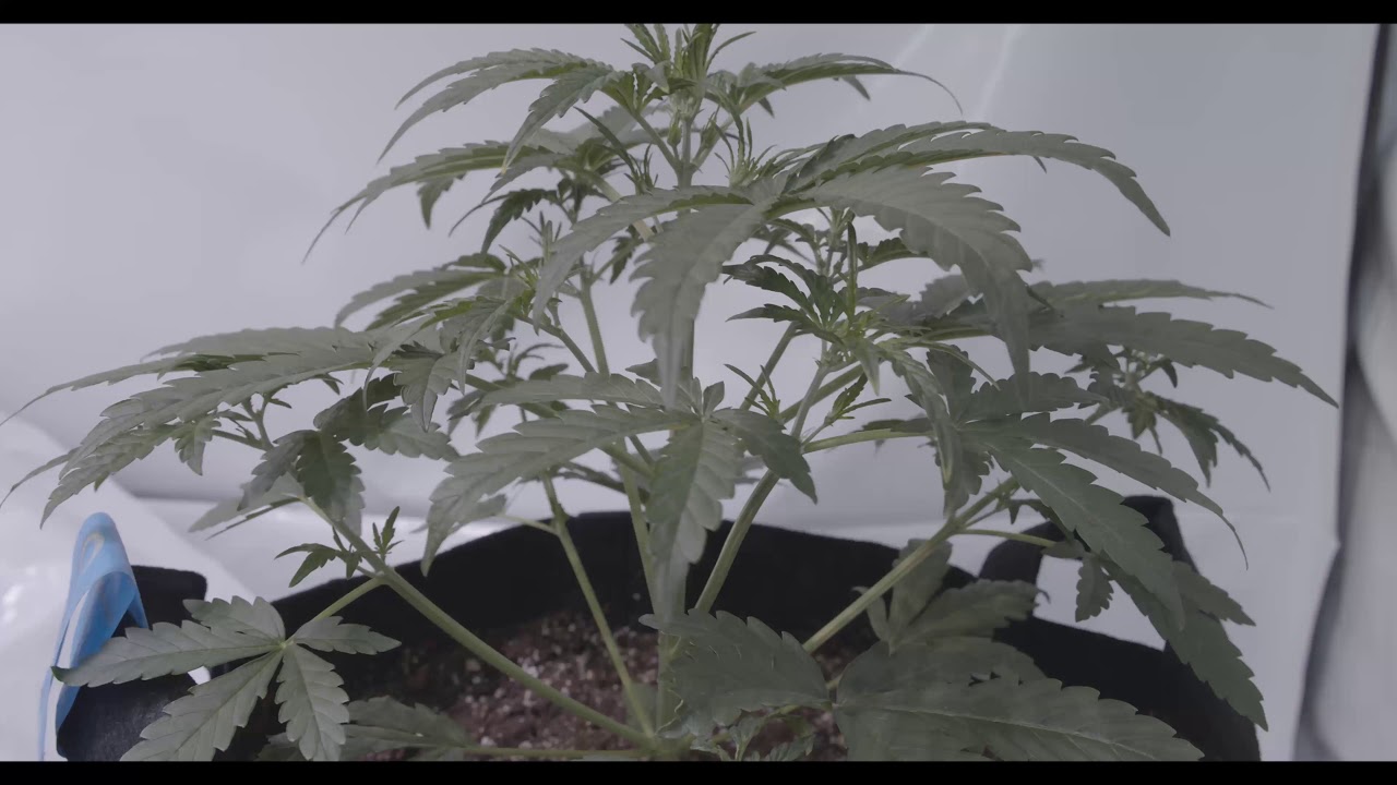 00 Seeds Do Si Dos Cookies Day 19
