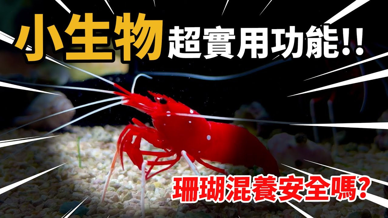 【藍箱水族】珊瑚缸的小生物秘籍！哪些能養哪些不能碰？
