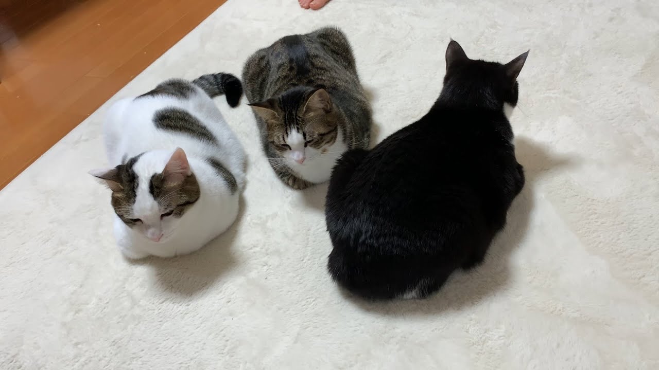 行儀わるい香箱座りをする猫