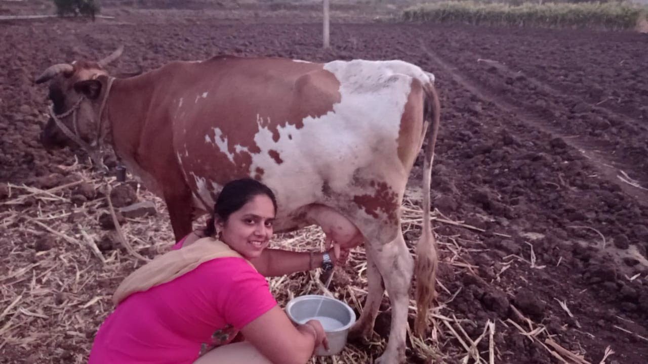 आज मैं आपको मेरे पीहर की फैमली से मिलवाती हूँ कैसी है हमारी जीवनशैली village life cowmilking by hand