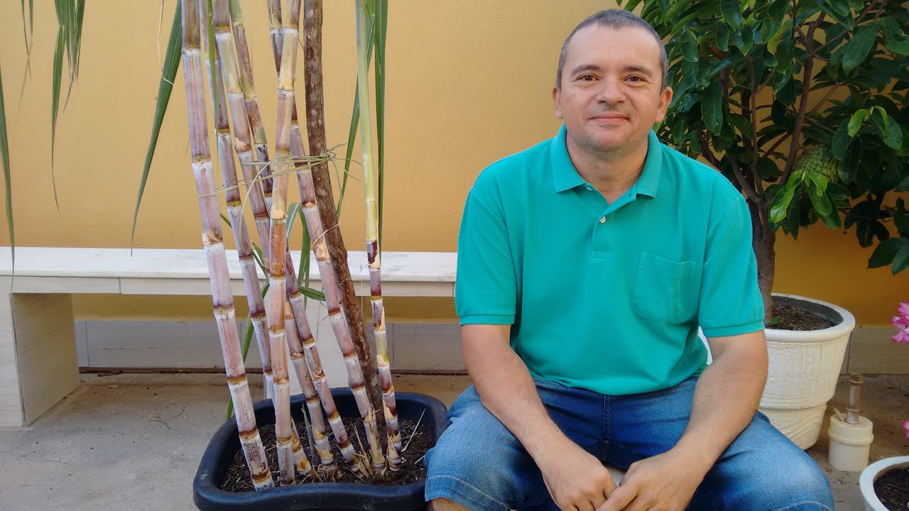 Cana-de-açúcar em vaso - primeira colheita e dicas de como cuidar.