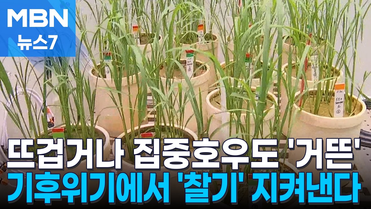 생긴 건 동남아 쌀인데 찰기 착착…기후위기 이기는 '강한 쌀' 뜬다 [MBN 뉴스7]