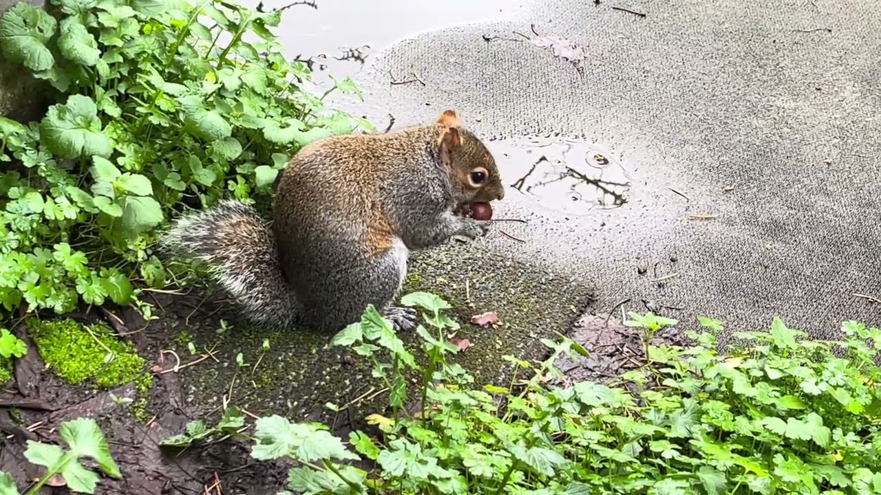 Eastern Grey Squirrel eating a sweet chestnut as part of her diet in Autumn