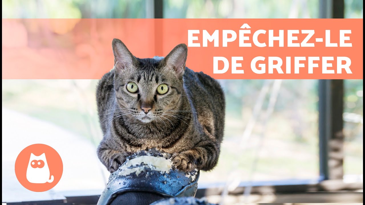 MON CHAT fait ses GRIFFES sur le CANAP&Eacute; 🐱🛋️ (Causes et Solutions)