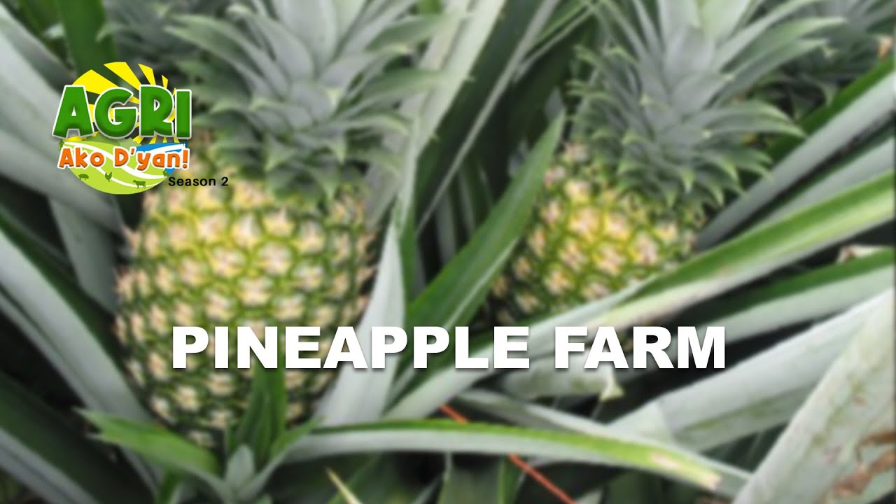 “PINEAPPLE FARM” Ep.39 AGRI Ako D’yan