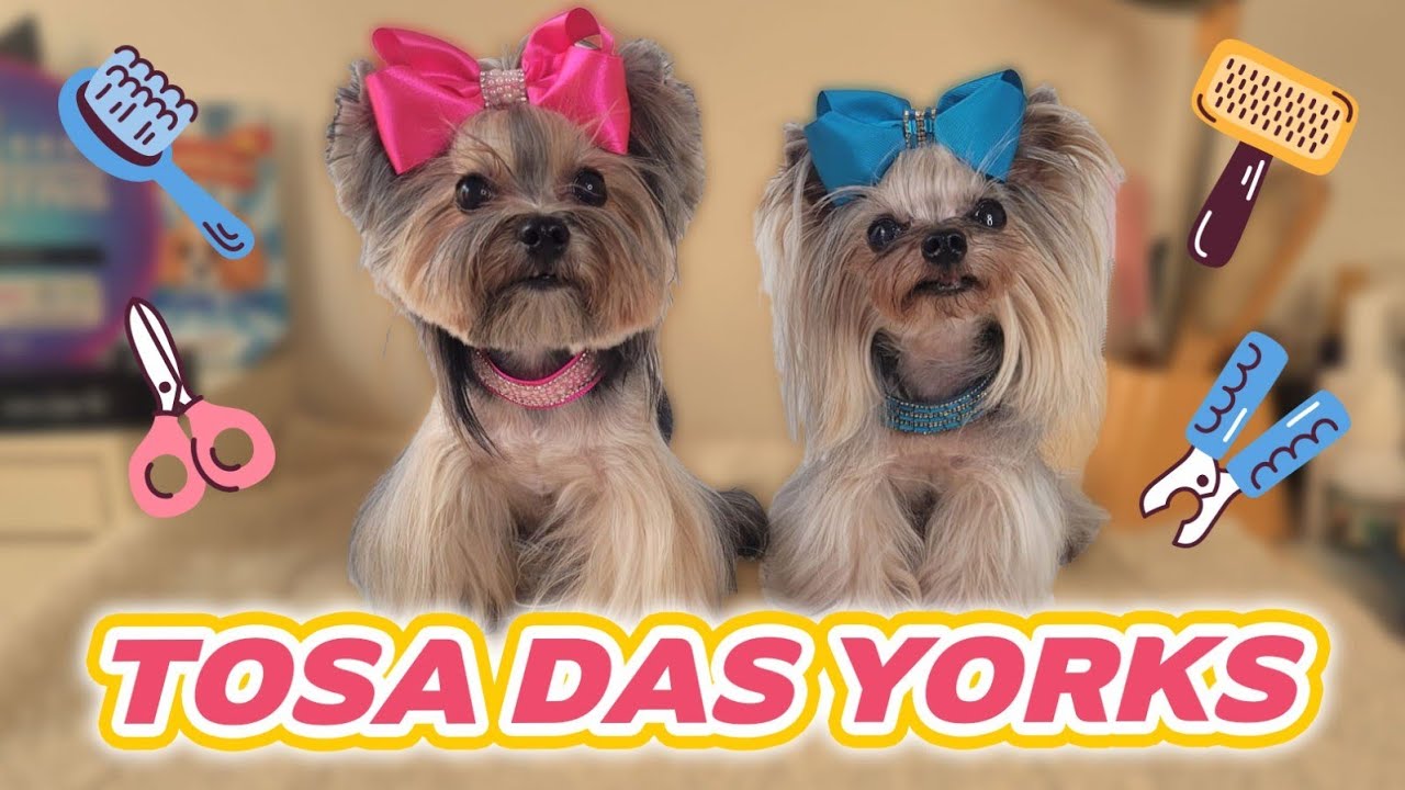 Qual a tosa das Mini Yorks Cher e MarJô?