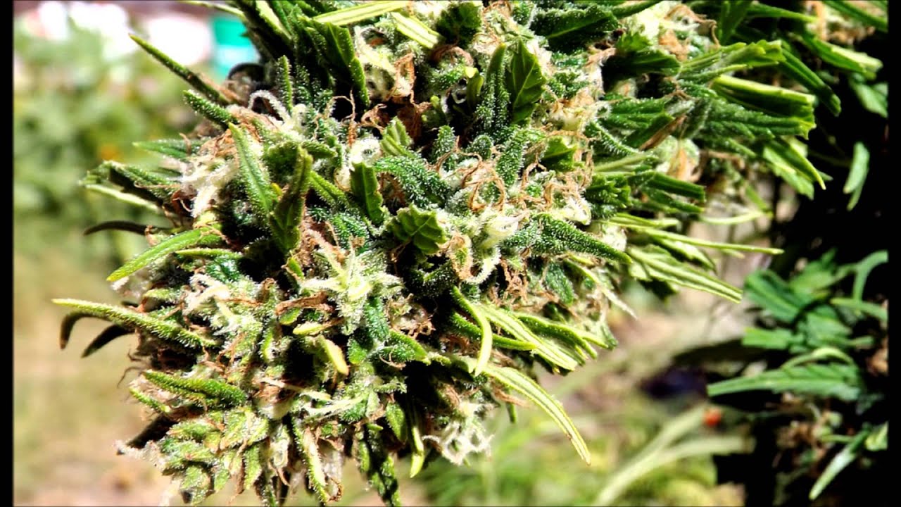 Outdoor Flower Initiator 5th and Final Report