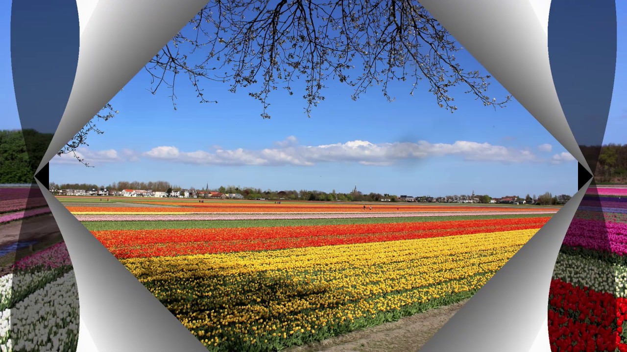 Rondje Bollenvelden Zuid Holland