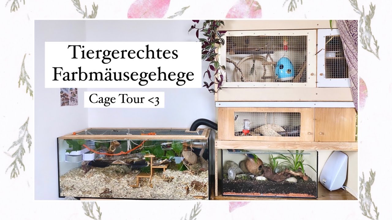 Mein Farbmäusegehege mit Naturaquarium | Cage Tour