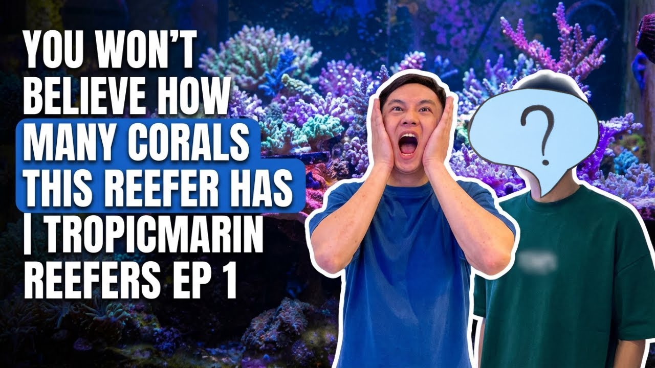 Inside One of Singapore’s Most Packed Reef Tanks | TropicMarin Reefers Ep 1