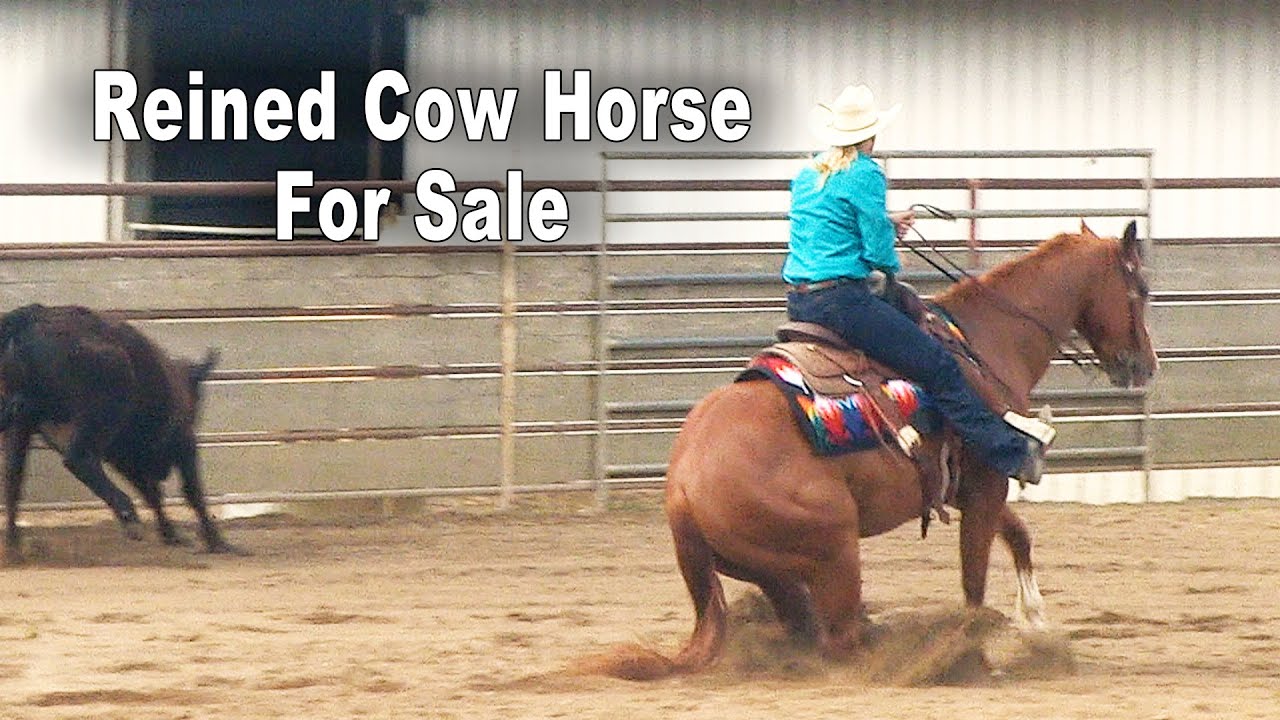 Reined Cow Horse For Sale - 2017 AQHA Mare