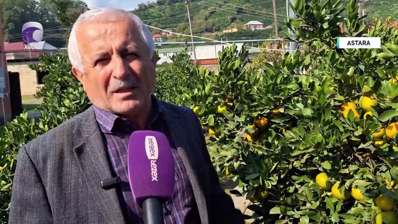 Astarada naringi yığımına başlanılıb