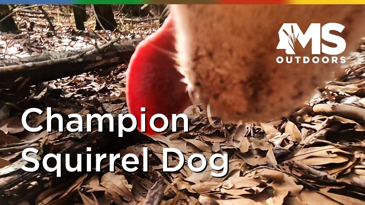 What a Championship Squirrel Dog Looks Like in the Woods