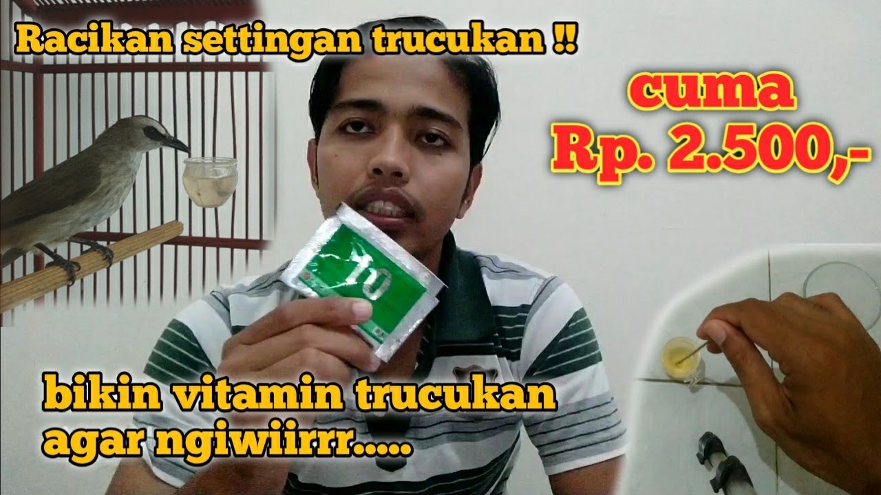 Racikan minuman harga kaki lima || tambahan vitamin & Anti stres burung trucukan yang bikin ngiwir..