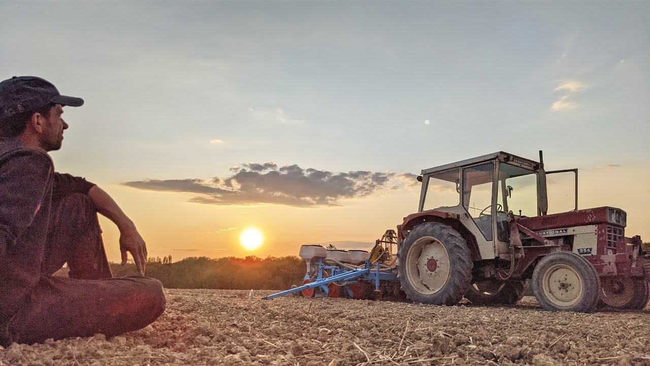 Un tournesol semé en association avec de la luzerne - 2021