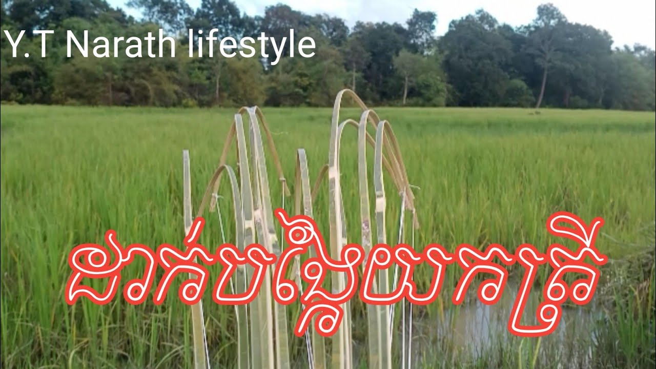 Fishing in the field \ដាក់បង្កៃ នៅវាលស្រែ