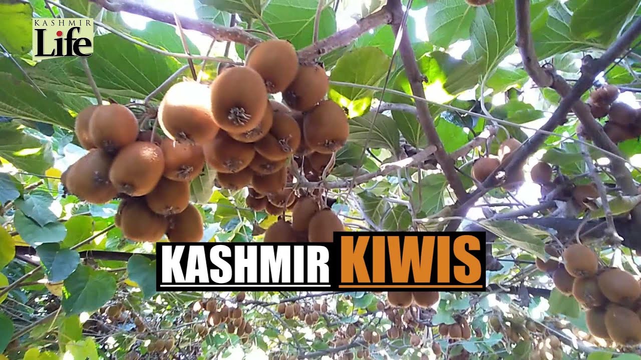 Kashmir Kiwis