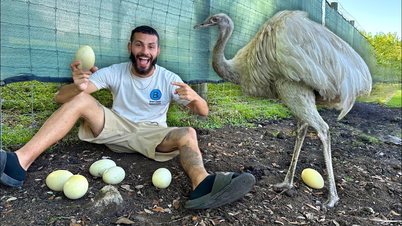Mysterious Golden EGG Found on the Ranch!