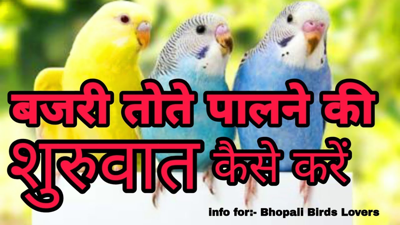 Budgies bird palne ki starting kese karn part:- 1//बजरी तोते पालने की शुरुवात कैसे करें ।