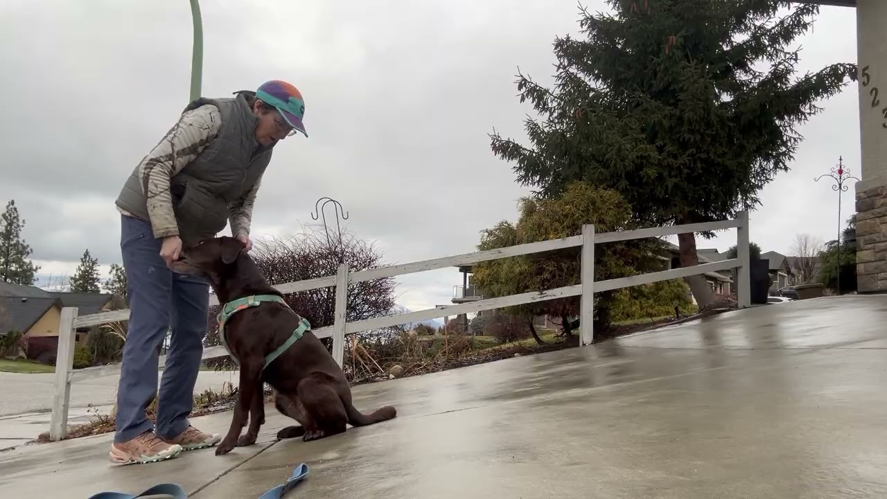 Int Parkour Dog Ass. Heather and Gabby Specialty title - around category 3