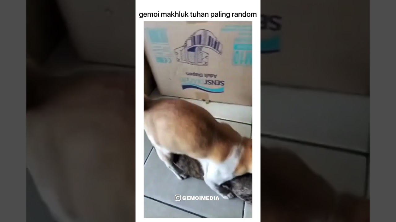 oyen random emang😂😂 #kucinglucu #kucingimut