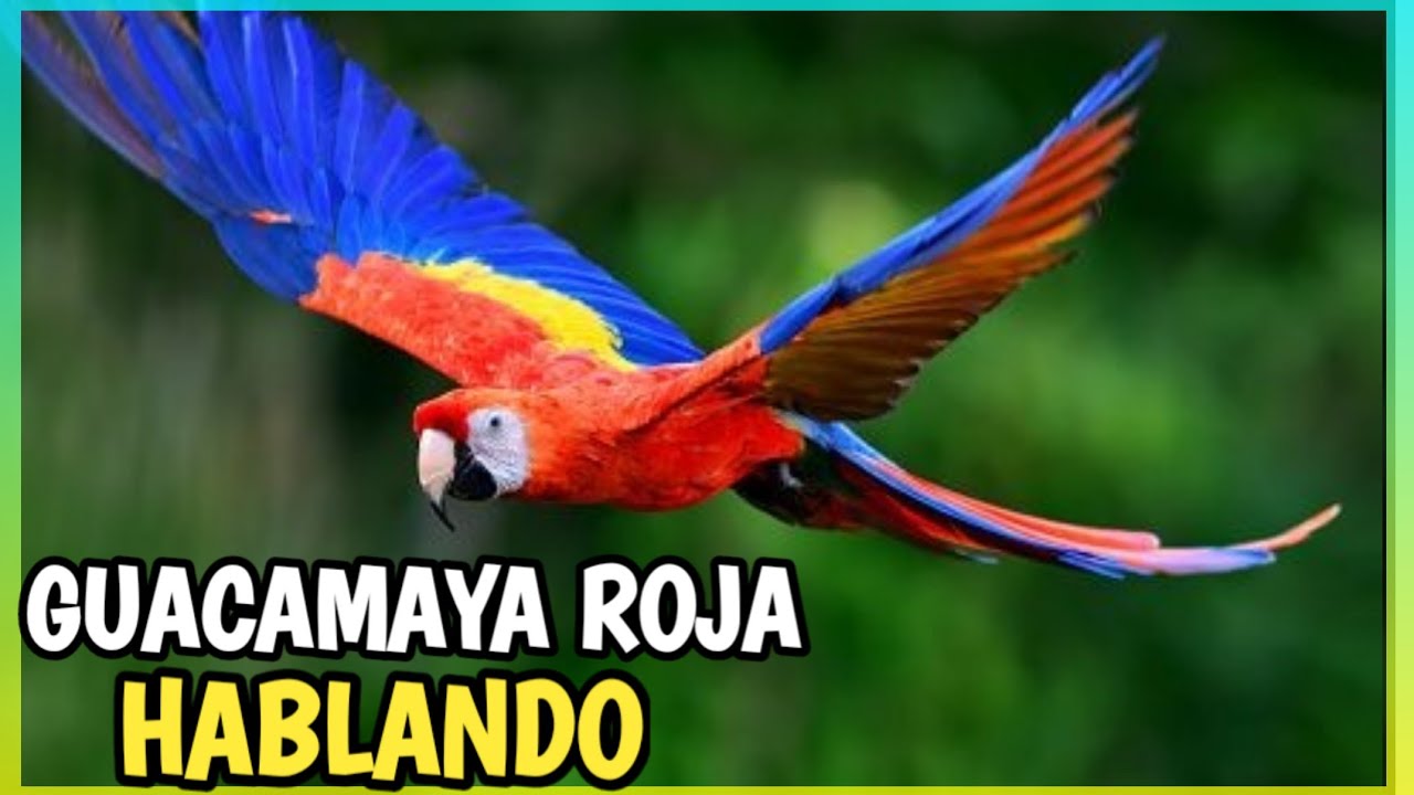GUACAMAYA ROJA o ESCARLATA 🦜 10 Datos Curiosos que NO conocías (Extinción, Cuidados, Alimento)