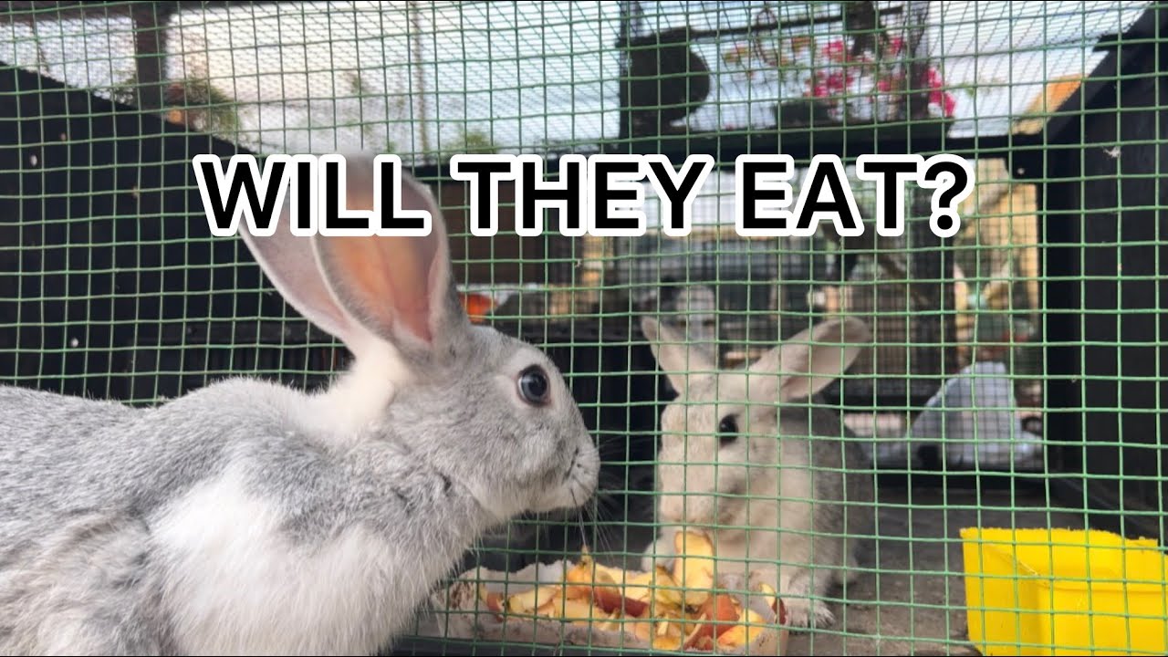 First Apple for My Baby Rabbits 🐰🍎 | Under 1 Month Update #FurAndFin#BabyRabbit
