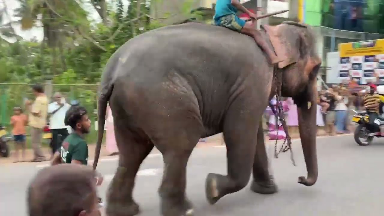 #Race #Elephants #Running 