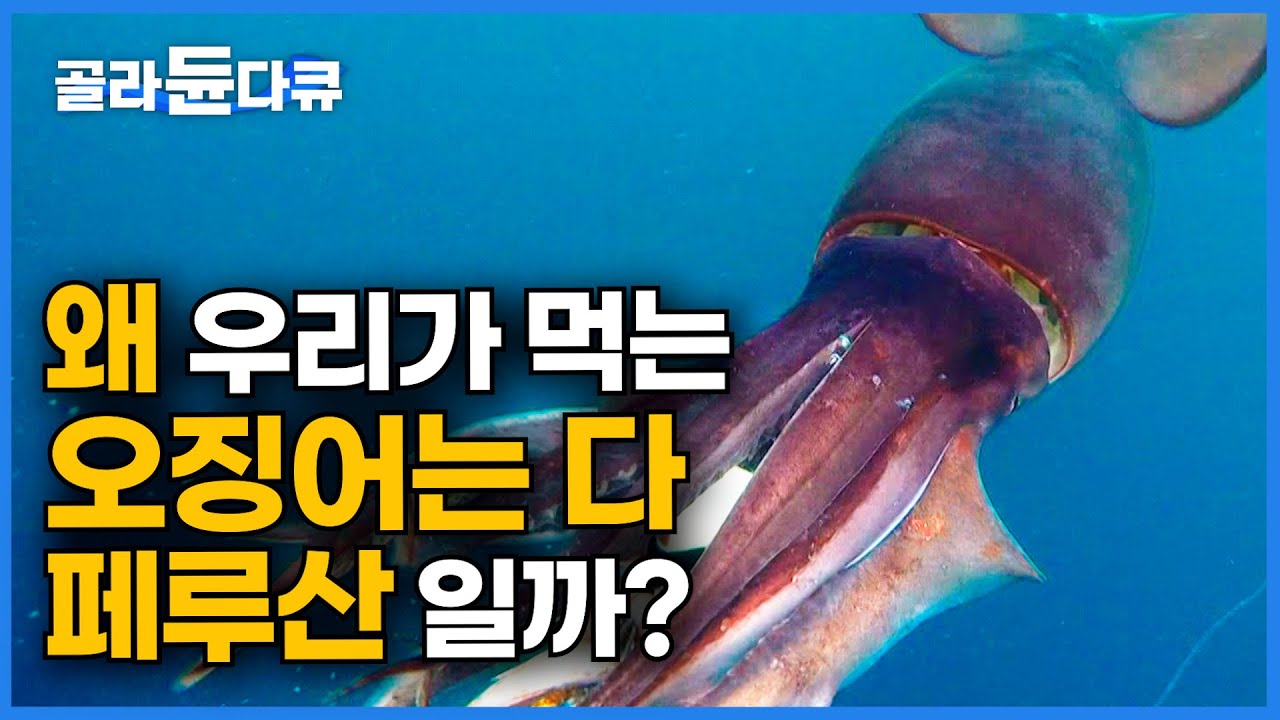 '작은 건 취급 안 해요.' 2m가 넘는 대왕오징어 상어 피해 잡는 페루 선원│태평양 바다 조업│제작진이 직접 잡아 본 홈볼트 오징어│#골라듄다큐