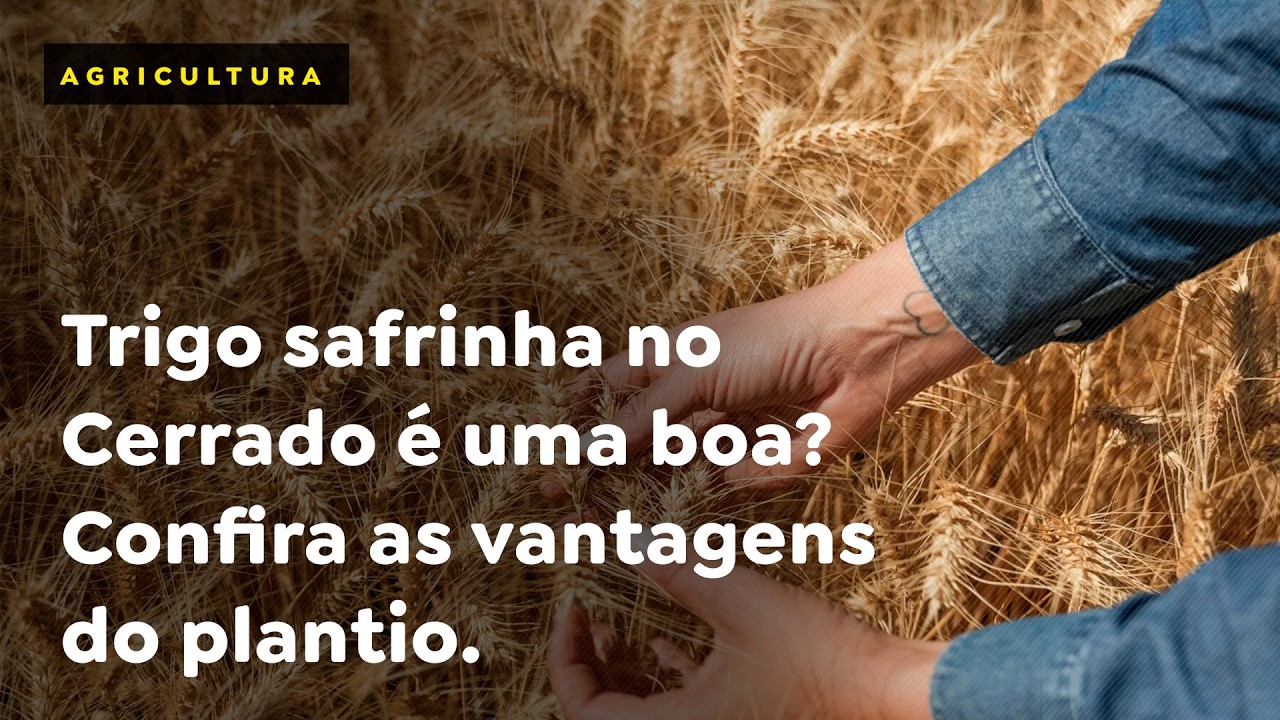 Trigo safrinha no Cerrado é uma boa? Confira as vantagens do plantio.