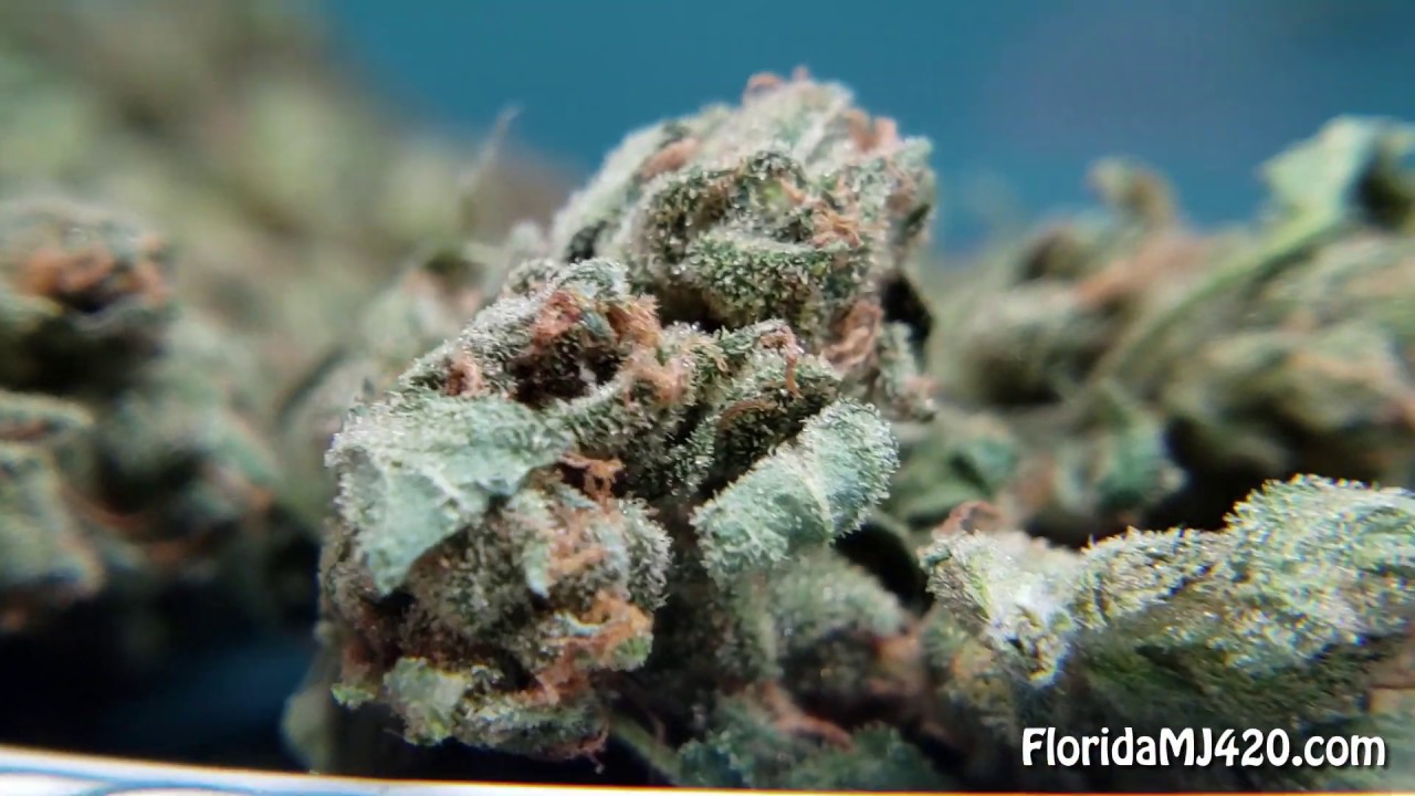 Grape Inferno 19.3% THC Flower by Liberty Health Sciences - Florida Medical Marijuana Reviews