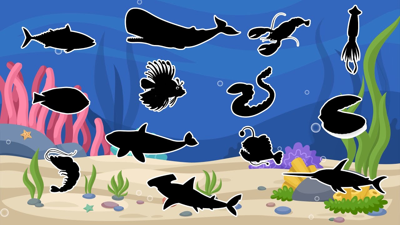 Que animal é Esse? Descubra pela sombra os animais do Oceano! Parte 2!